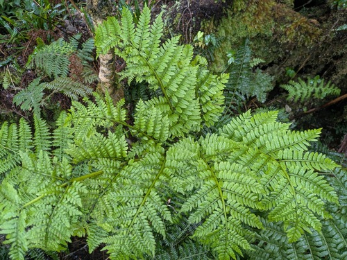 Marattia douglasii observed 2025-03-21