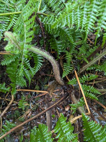 Dryopteris rubiginosa observed 2025-03-21