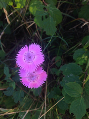 Dianthus seguieri