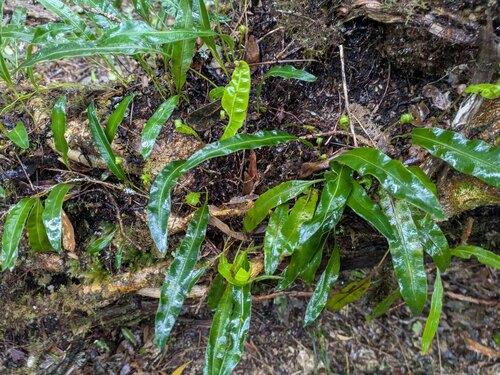 Elaphoglossum wawrae observed 2025-03-21