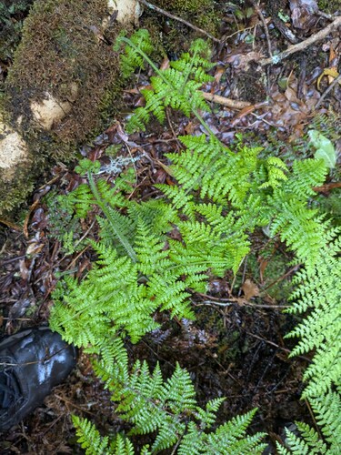 Hypolepis hawaiiensis observed 2025-03-21