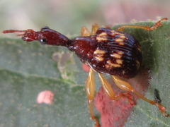 Korotyaevirhinus necopinus
