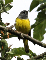 Macgillivray's Warbler photo 4
