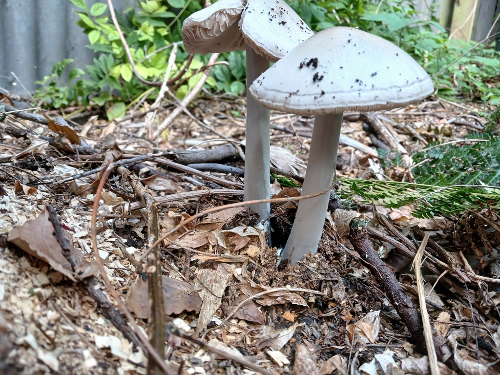 Volvopluteus gloiocephalus · March 2025 · photo: © ecoman (iNaturalist, cc-by)