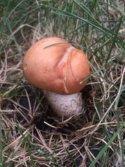 Leccinum insigne