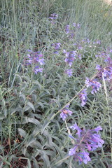 Nepeta sibirica