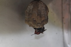 Gyrostoma