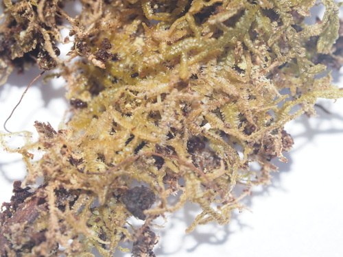 Lepidozia australis observed 2025-03-22