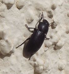 Opatroides punctulatus