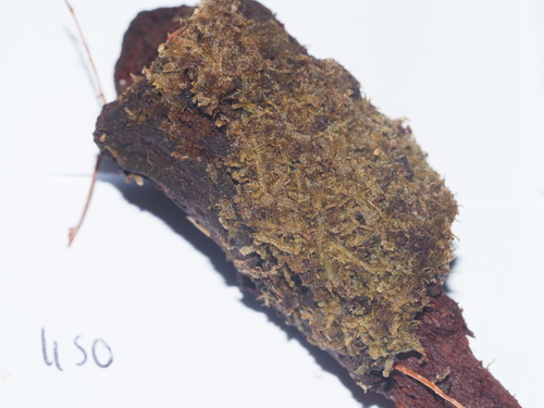 Fuscocephaloziopsis connivens, 2025-03-22