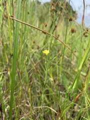 Linum medium texanum