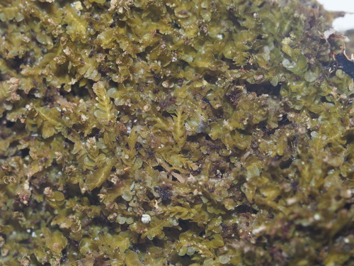 Image of Odontoschisma denudatum by (c) Kevin Faccenda, some rights reserved (CC BY)