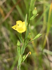 Linum medium texanum