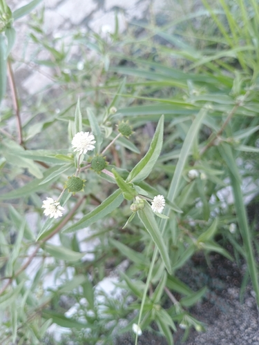 False Daisy