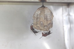 Gyrostoma