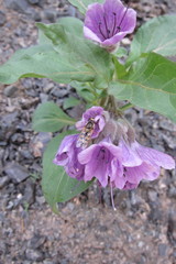 Physochlaina physaloides