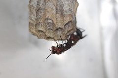 Gyrostoma