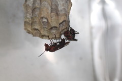 Gyrostoma