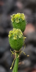 Papaver microcarpum