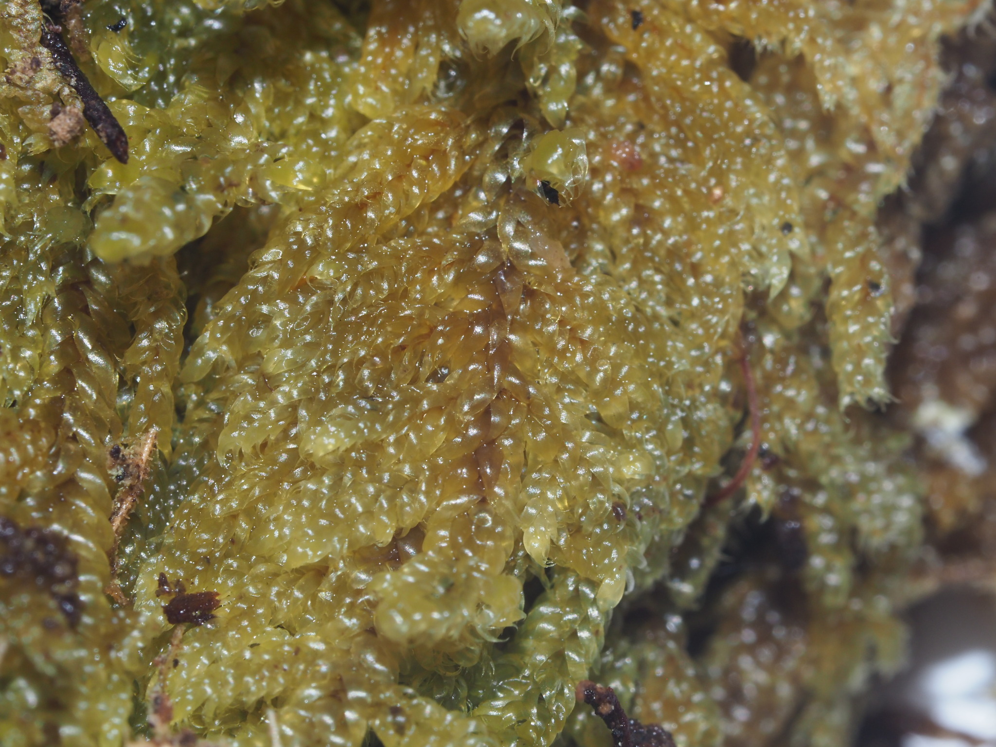 Ectropothecium arcuatum