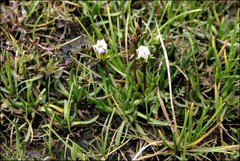 Gentianella limoselloides