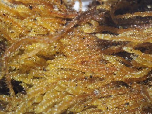 Ectropothecium arcuatum
