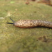 Variable Mantleslug - Photo (c) Katherine, some rights reserved (CC BY-NC), uploaded by Katherine