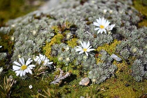 Celmisia argentea, photograph 6