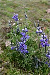 Lupinus pubescens