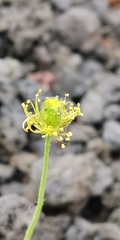 Papaver microcarpum