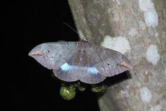 Ischyja
