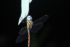 Anaciaeschna jaspidea