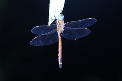 Anaciaeschna jaspidea