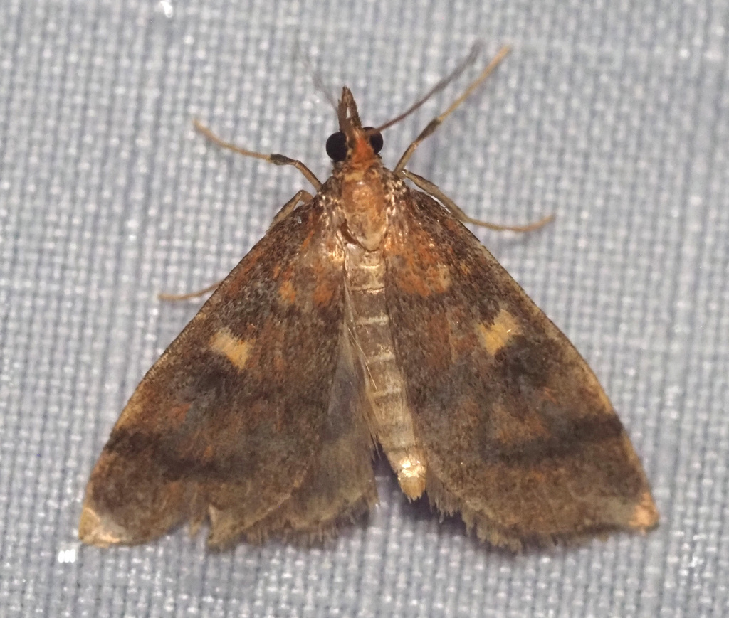 Udea endopyra