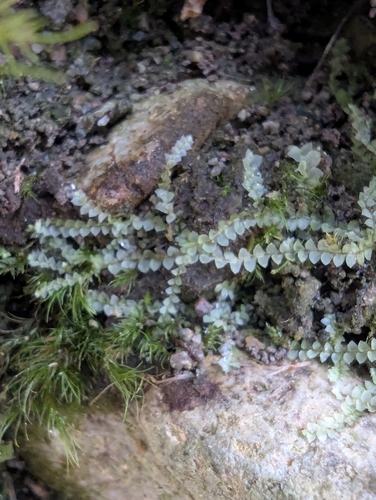Image of Calypogeia fissa by (c) Dan Wrench, some rights reserved (CC BY)