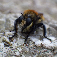Laphria insignis