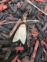 Lymantria dispar