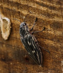 Chalcophora mariana