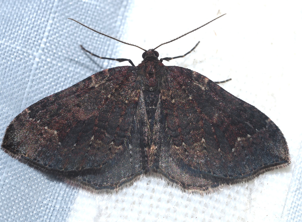 Kauaiina parva