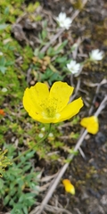 Papaver microcarpum