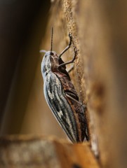 Chalcophora mariana
