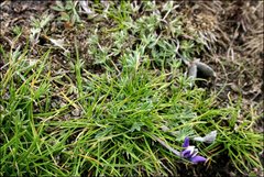 Lupinus microphyllus