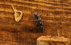 Chalcophora mariana