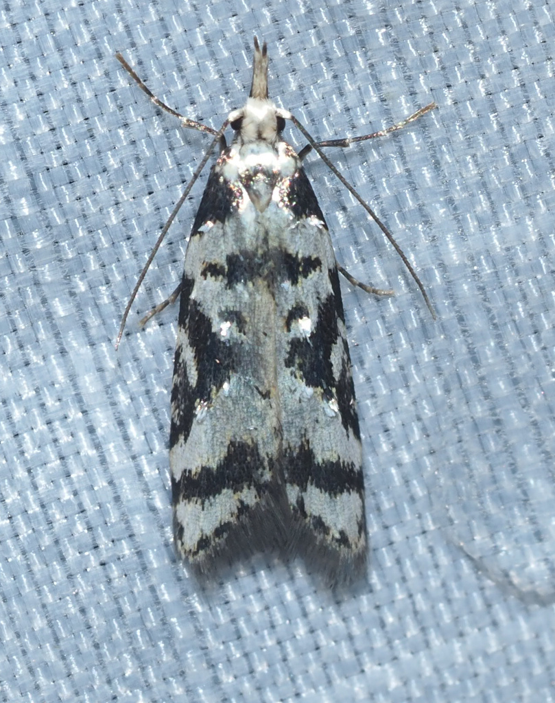 Carposina atronotata