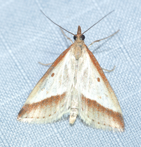 Udea heterodoxa