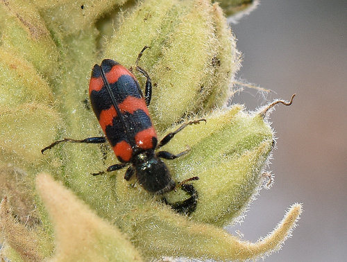Red-blue Checkered Beetle