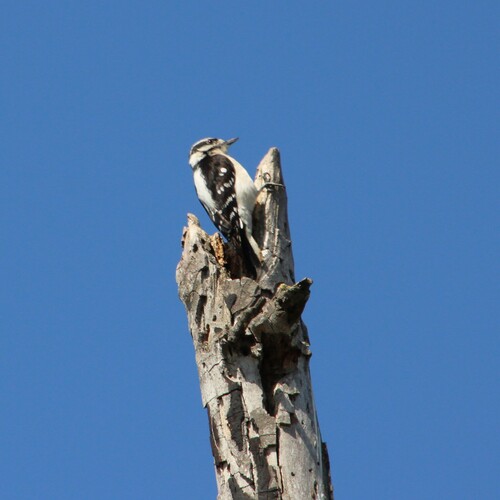 iNaturalist observation photo of Downy Woodpecker