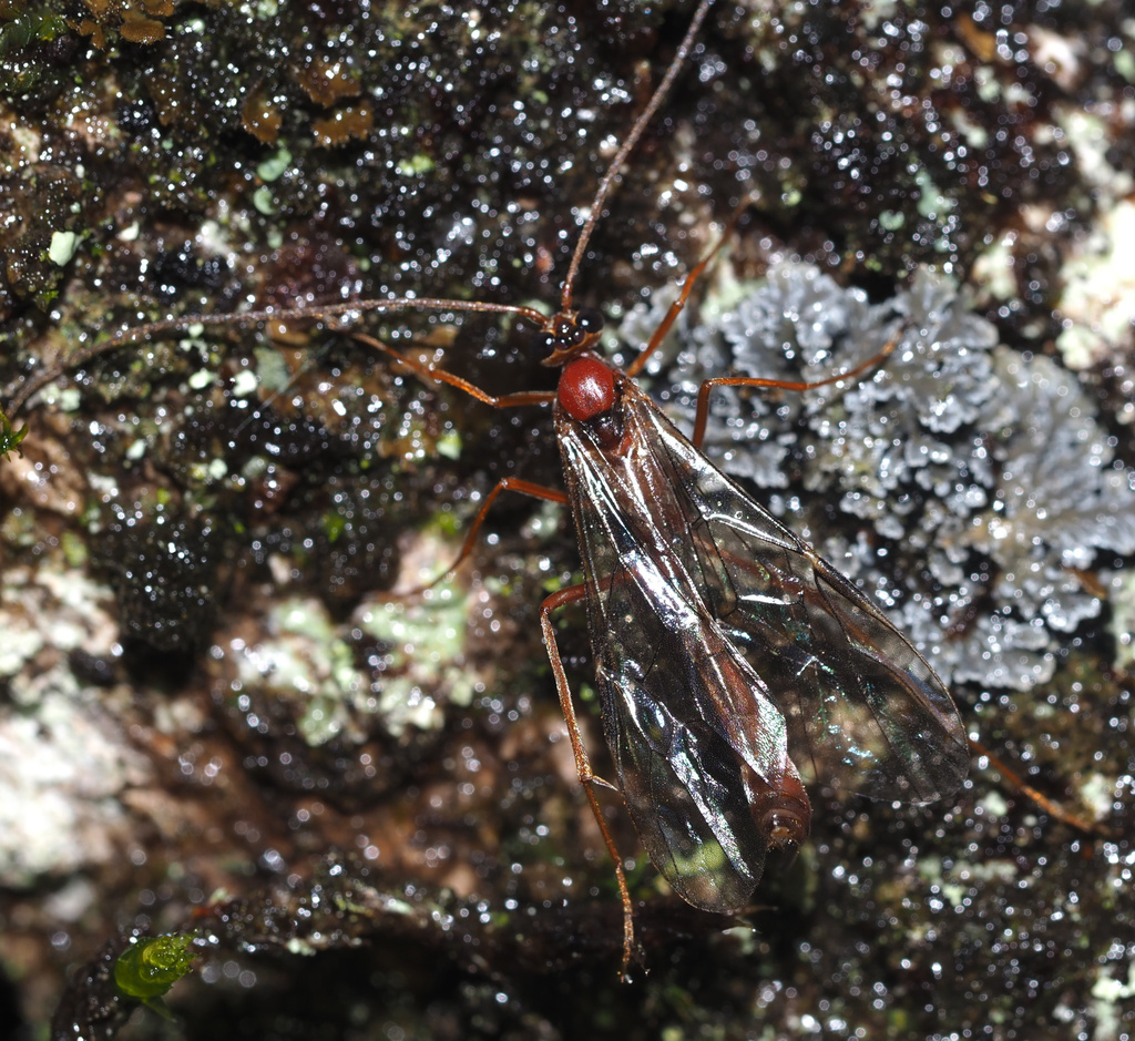 Enicospilus hawaiiensis