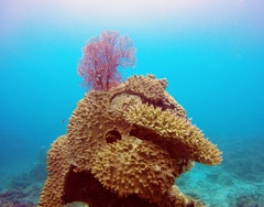 Choriaster granulatus