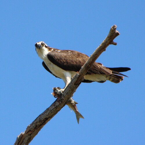 iNaturalist observation photo of Osprey